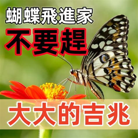 蝴蝶象徵死亡